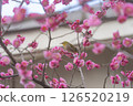 梅花和白眼 126520219