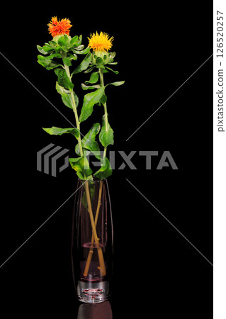 Safflower in a vase 126520257