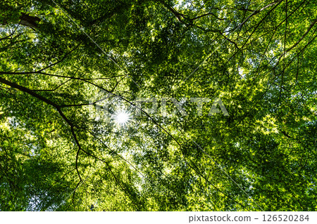 Spring sunlight filtering through the new leaves of maple trees 126520284