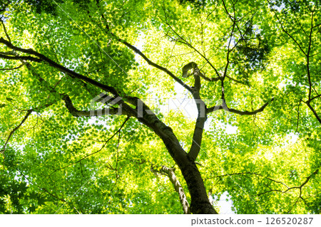 春日陽光透過楓樹的新葉 126520287
