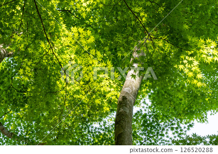 春日陽光透過楓樹的新葉 春日陽光透過楓樹的新葉 126520288