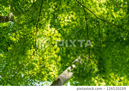 春日陽光透過楓樹的新葉 春日陽光透過楓樹的新葉 126520289