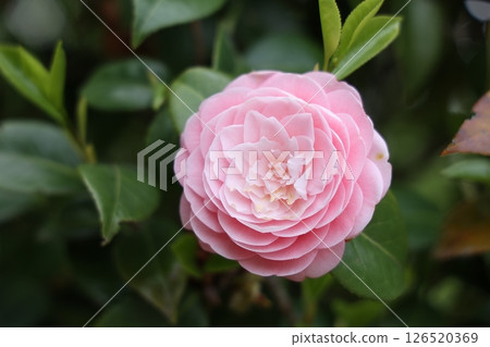 粉紅山茶花－美麗的春花 126520369