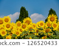 Blue sky and sunflower 126520433