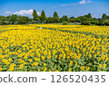 Blue sky and sunflower field 126520435