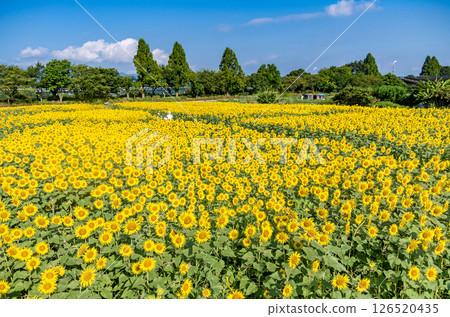 藍天和向日葵領域 藍天和向日葵領域 126520435