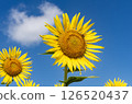 Sunflowers blooming towards the blue sky 126520437