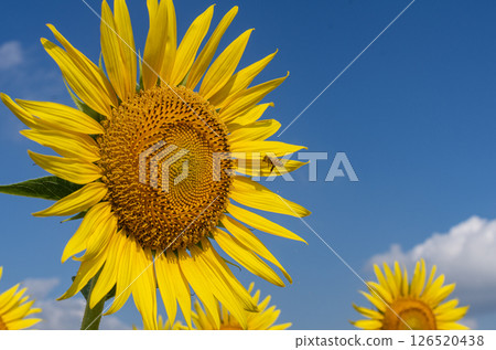 Sunflowers and bees blooming against the blue sky Sunflowers and bees blooming against the blue sky 126520438
