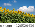 Summer landscape with blue sky and sunflower field 126520439