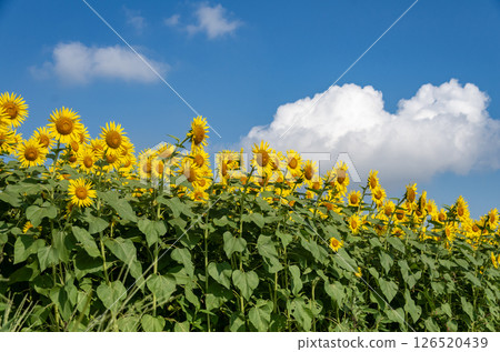 Summer landscape with blue sky and sunflower field 126520439