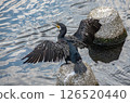 Cormorant spreading wings 126520440