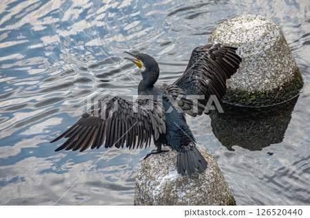 Cormorant spreading wings 126520440