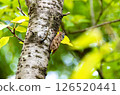 Abra Zemi catching a cherry tree 126520441