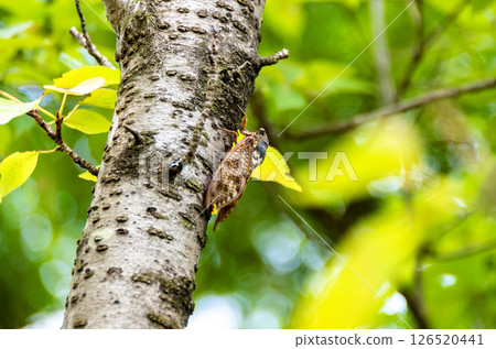 Abra Zemi catching a cherry tree 126520441
