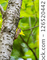 Abra Zemi catching a cherry tree 126520442