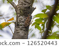 Abra Zemi catching a cherry tree 126520443