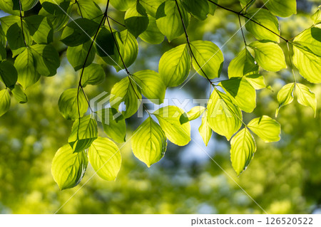The fresh greenery of broadleaf trees and the blazing spring light The fresh greenery of broadleaf trees and the blazing spring light 126520522
