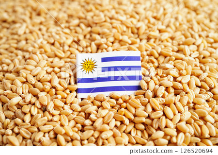 Uruguay flag on grain wheat, trade export and economy. Uruguay flag on grain wheat, trade export and economy. 126520694