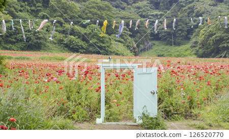 Kurihama花國家罌粟 Kurihama花國家罌粟 126520770