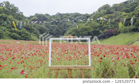 Kurihama花國家罌粟 Kurihama花國家罌粟 126520771