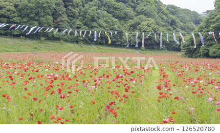 Kurihama flower country poppy Kurihama flower country poppy 126520780