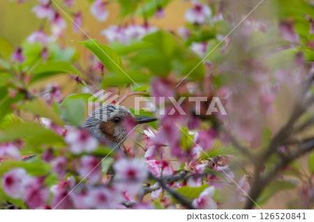吮吸花蜜的球莖 吮吸花蜜的球莖 126520841