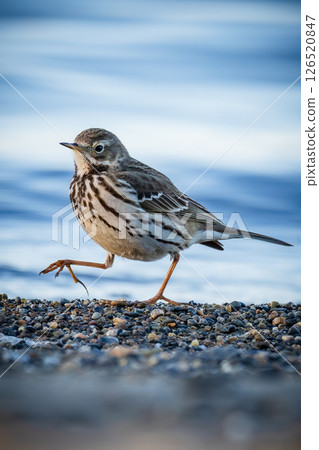 A pipit that arrived on the coast 126520847
