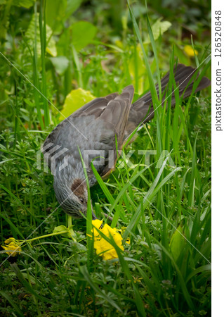 A brown-eared bulbul pecking at rape blossoms 126520848
