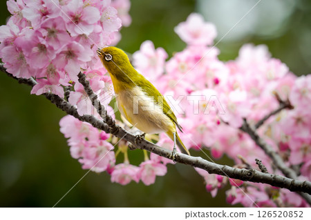 櫻花和可愛的繡眼鳥 櫻花和可愛的繡眼鳥 126520852