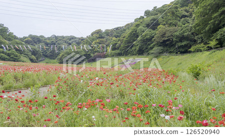 Kurihama花國家罌粟 Kurihama花國家罌粟 126520940