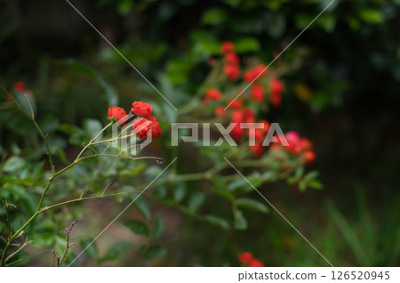 花園裡盛開的紅色迷你玫瑰 126520945