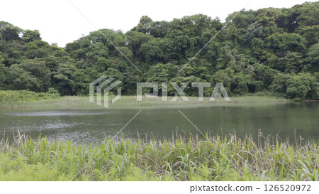 三浦市小次郎森林 126520972