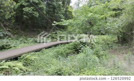 三浦市小次郎森林 三浦市小次郎森林 126520992