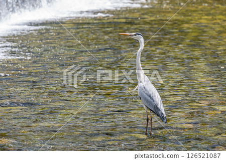 京都鴨川河中站立的一隻蒼鷺 126521087