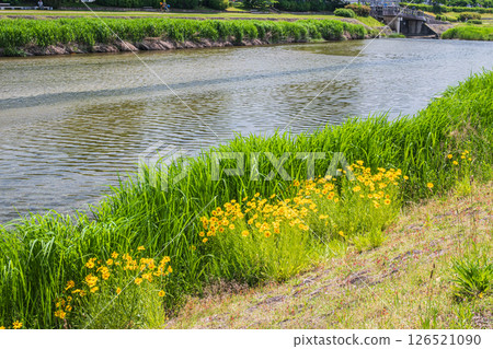 Coreopsis lanceolata (specially designated invasive species) blooming on the banks of the Kamo River, Kyoto City 126521090