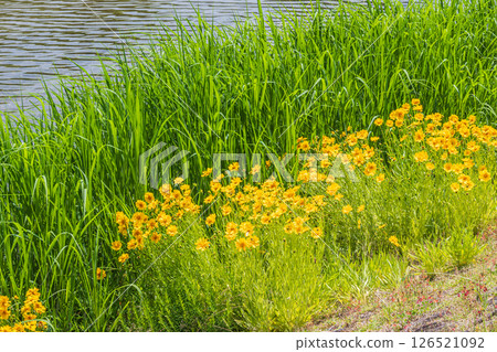京都市鴨川河畔盛開的披針形金雞菊（特別指定的入侵物種） 126521092
