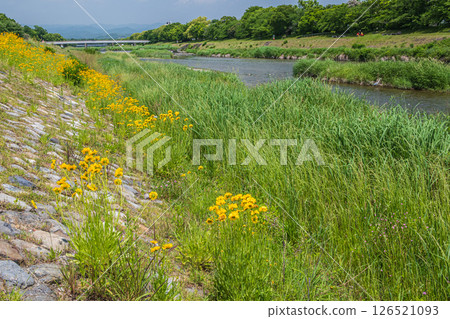 Coreopsis lanceolata (specially designated invasive species) blooming on the banks of the Kamo River, Kyoto City 126521093