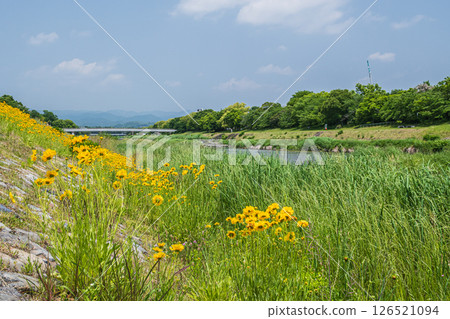 Coreopsis lanceolata (specially designated invasive species) blooming on the banks of the Kamo River, Kyoto City 126521094