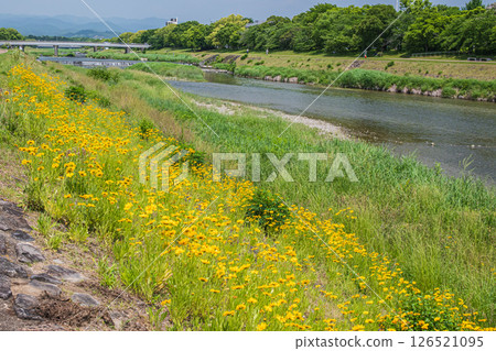 Coreopsis lanceolata (specially designated invasive species) blooming on the banks of the Kamo River, Kyoto City Coreopsis lanceolata (specially designated invasive species) blooming on the banks of the Kamo River, Kyoto City 126521095