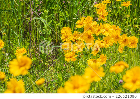 Coreopsis lanceolata (specially designated invasive species) blooming on the banks of the Kamo River, Kyoto City 126521096