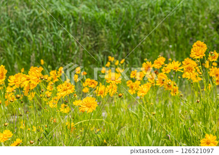 京都市鴨川河畔盛開的披針形金雞菊（特別指定的入侵物種） 126521097