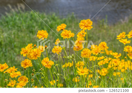 京都市鴨川河畔盛開的披針形金雞菊（特別指定的入侵物種） 126521100