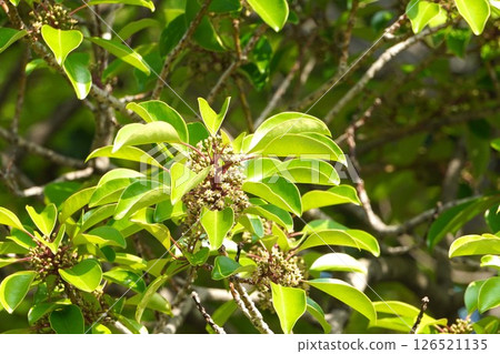 Ilex nigra flowers, May 2025 Ilex nigra flowers, May 2025 126521135