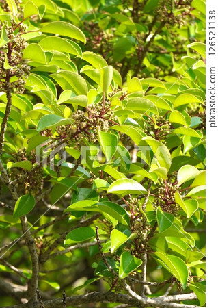 黑冬青花，2025年5月 126521138