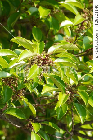 黑冬青花，2025年5月 126521140