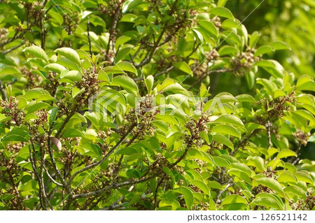 黑冬青花，2025年5月 126521142