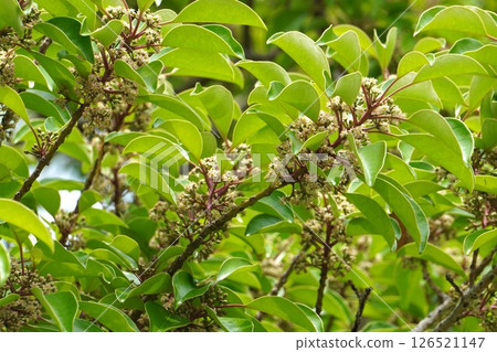 黑冬青花，2025年5月 126521147