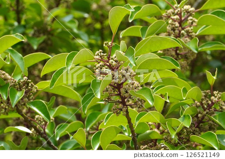 黑冬青花，2025年5月 126521149