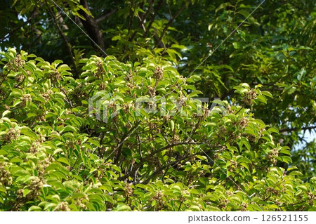 黑冬青花，2025年5月 126521155