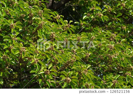 黑冬青花，2025年5月 126521156